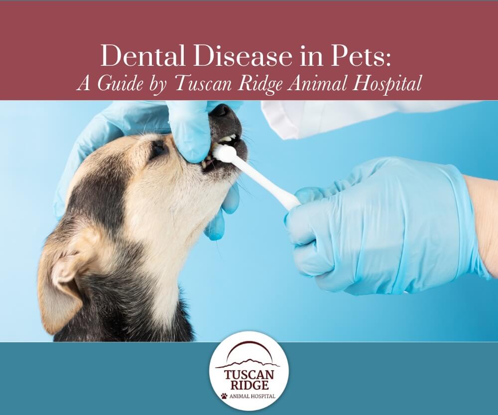 Dental-Disease-in-Pets-A-Guide-by-Tuscan-Ridge-Animal-Hospital