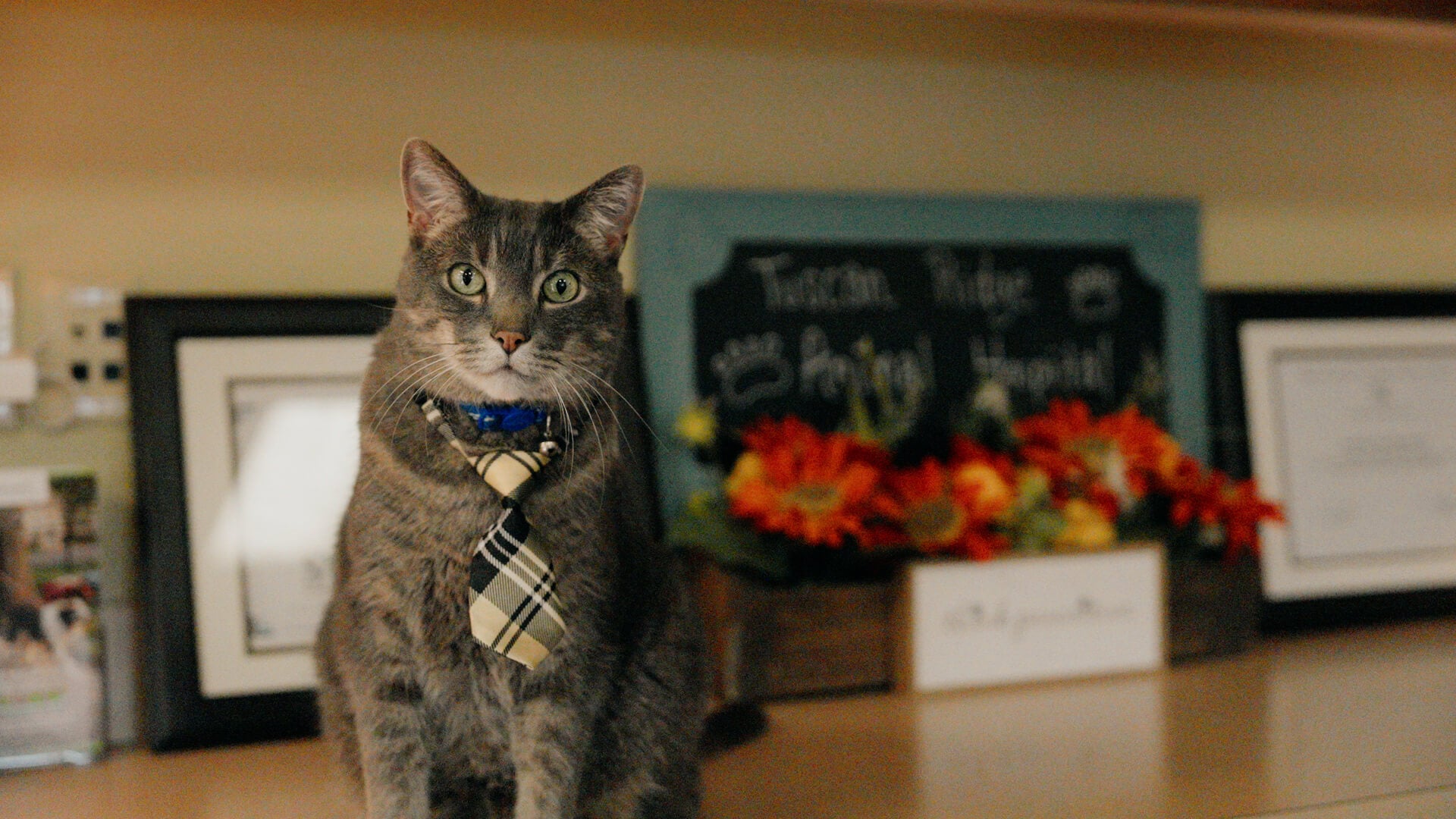 Get your personalized quote today! Office cat sitting on the counter in reception