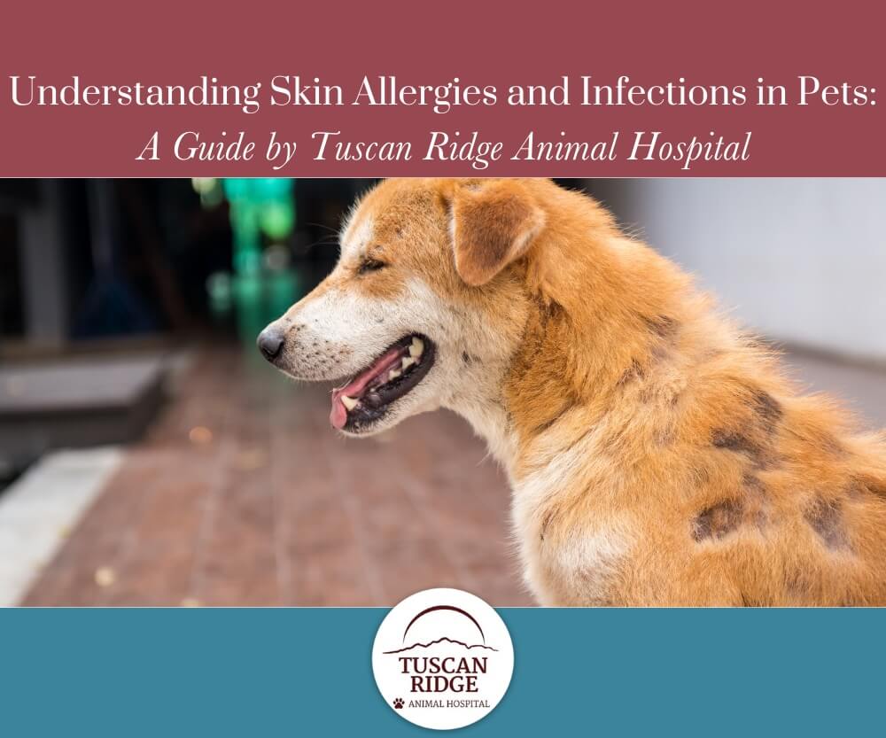 Understanding_Skin_Allergies_and_Infections_in_Pets_A_Guide