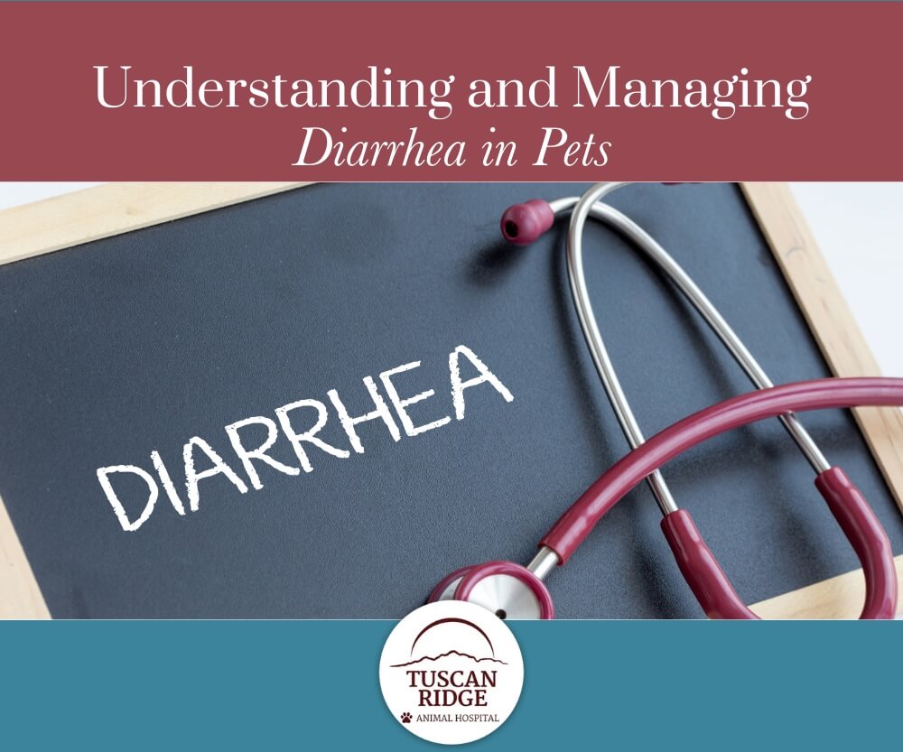 Understanding_and_Managing_Diarrhea_in_Pets