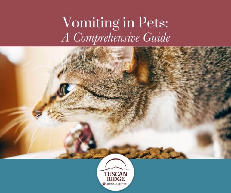 Vomiting-in-Pets-A-Comprehensive-Guide